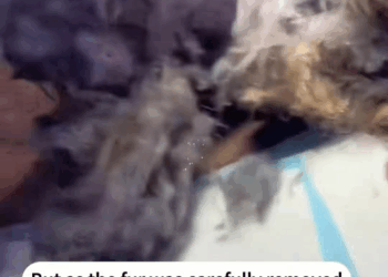 M1709040 came across stray dog wounded by an arrow rescuedog dog help part2