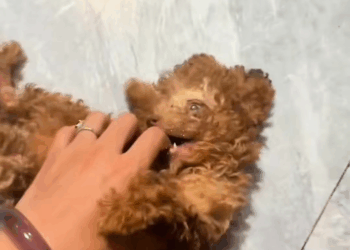 M1709041 discovered puppy left by the trash rescuedog dog help dogrescu