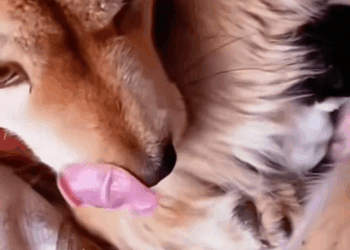 M1709027 Hope for Paws Worldwide_part2