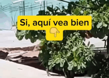 M2109002 reactions Nadie lo escucha nadie lo ve perros amorincondicional La Ranita de Nogales part2