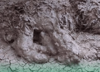 M2109003 The little dog was dying in pile of mud its eyes filled with despa