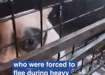 M2109006 Reactions The poor pooch must have been terrified Daily Mail Video part2