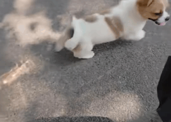 M2109009 if dog ran after you would you accept it as pet dog dogsofti