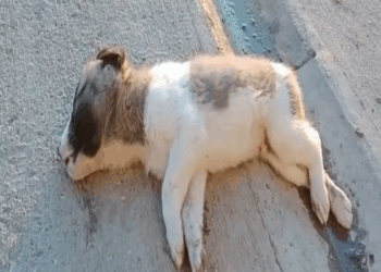 M2407021 Miracle Baby Vanda From Tragedy to Triumph After Life Saving Rescue Full video in cᴑmments Beautiful Earth part1