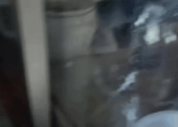 M2109017 What happed pet fyp trending xuhuong dog dogsoftiktok pets