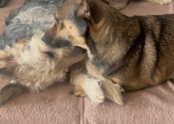 M2109019 Paula Impreuna de ani