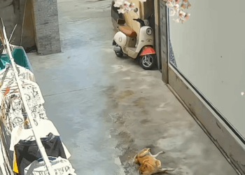 M2109025 poor dog Content extracted from security camera