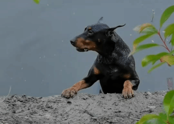 M2109028 Rescue the poor dog