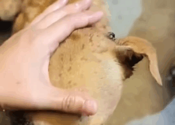 M2109029 UPDATE TO THE DOG POSTED LAST SATURDAY NIGHT FINALLY RESCUED Bin