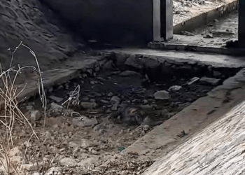 M2109031 lovestory tiktok fyp animal part2