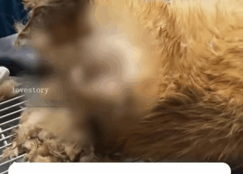 M2109032 lovestory tiktok fyp animal dog part2