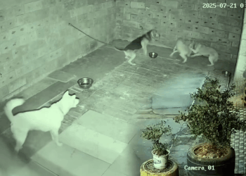 M2109033 animals dogsoftiktok typ omg fypviralシ part2