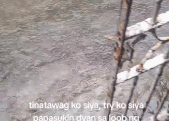 M2109035 Adopt niyo na po siya pls Si doggy lagi ko siya nakikita nakatambay