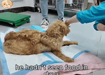 M2109036 This Was His Only Shelter Until We Found Him