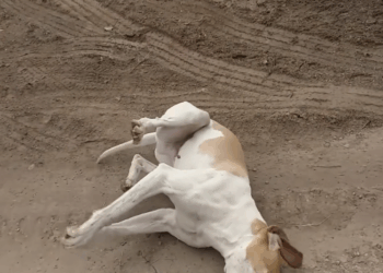 M2109030_Daddy helps poor dog has seizure so painful seizuredog epileptic_part2