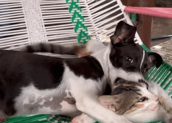 M0409011 Quien podría dejarlo en un lugar así part2