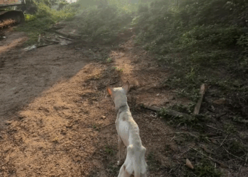 M2309001 Little Alba is the most gentle and fragile soul