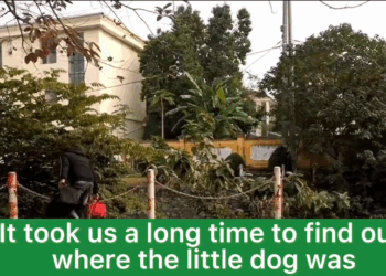 M2309005 So poor want to cry helpdogs fyphelp dogs savethedogs res