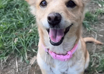 M2309008 Little Hope here needed miracle and that is what she got thanks to part2