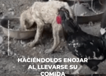 M2309009 Perrita vivía con los cerdos part2