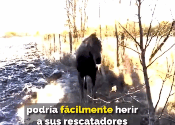 M0409013 Alce bebé queda atrapado por coyotes su madre observa impotente part2