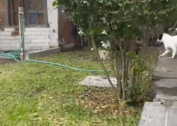 M2409002 Una pequeña actualización de esta hermosa pequeña que dormía en las c