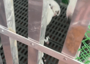 M2409010 BAGONG ANAK NA MAMA DOG AT KANYANG MGA ANAK ANG ÏTÖNÄPÓN SA BAYBAYIN NG NASUGBU KAAGAD PO AKONG KUMILOS PARA MAISÄLBÄ ANG BÜHÄY NILA nanaykabalahibo nanayng4angp part2