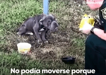 M0409015 Cachorro extiende la pata un policía al ver que aún tiene esperanza en él part2
