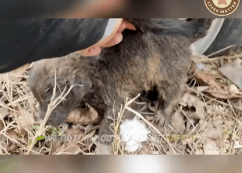 M2409012 Terrified and Alone But Not Anymore part2