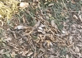 M2609002 rescue the little dog#poor #poordog #dog #dogvideos part2