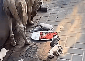 M2609004 Puppies found abandoned on roadside, mother still#shorts #moment #fyp #foryou #dog #poor #pooranimals #animals #viral part2