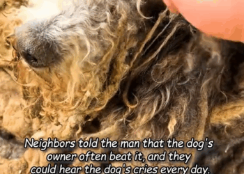 M2609007 The dog had been locked in a cage and neglected by its owner for four whole years until a kind man came along and rescued it