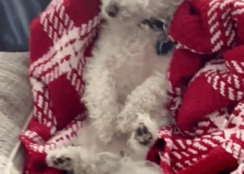 M2609008 Rescue a puppy #animals #rescue #fyp #animalsoftiktok #puppy #dog part2