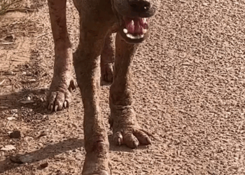 M0409017 Living in a village, but now the people are suffering both physically and mentally. They were chased out to sleep on the streets. Family part 2