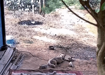 M0409018 I feel sorry for Maengladao Fanpage part 2