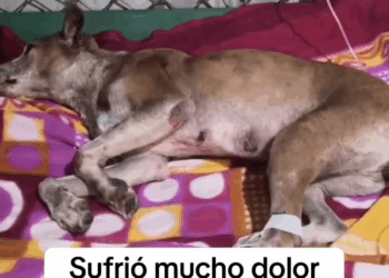 M0409012 Después de abusarla la tiraron la basura la hicieron sufrir mucho nadie la apoyaba que crueldad amoranimal AdoptaNoCompres part2