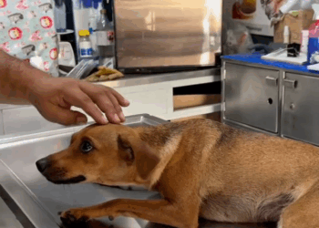 M3108015 Nadie hizo nada hasta que llegamos Llenando Pancitas Irvin part2