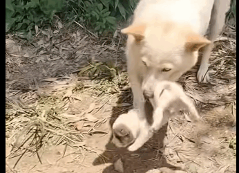 M0208002 dog dogsoftiktok poordog rescuedog part1 Live Love Animals