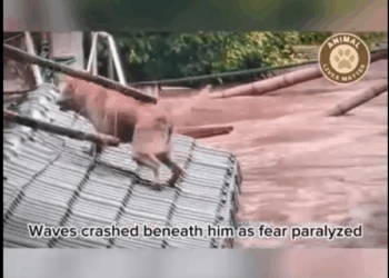 M1807029 He Thought No One Would Come Then the Rescue team Arrived part1