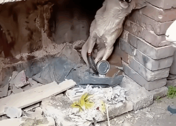 M0907029 Rescuing dog mother tortured by trap puppies pets rescuestr