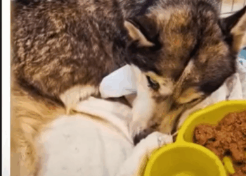 M2407010 Fue Usada Luego Olvidada la Historia de Maya part1