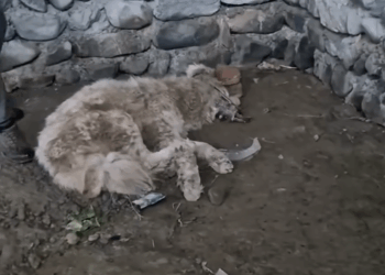 M0907030 Mistreated dog meets kind rescuer shorts dog part1 See part