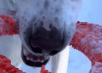 M0309011 The guy found the dog tied up and helped it find home