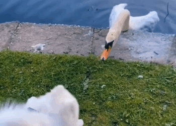 M0309015 Rescue puppy stuck in the sewer dogrescue puppylove helpinghands dogsoftiktok animalshelter hearttouching Nitin FF part2