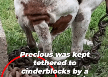 M3108017 Her name was Precious but her life was pain Chained neglected and debilitated she endured years of suffering before help arrived