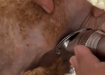 M0309019 rescue homeless dogs rescue animals rescuedog dog part2