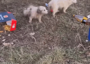 M0709001 Found dumped in lay by next to the bins two gorgeous little puppies were trying to fill their tummies with some left over takeaway part2