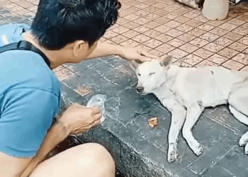 M0709008 Teddy nirescue dati sa Tanay Rizal public market