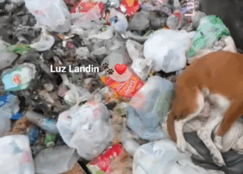 M0709011 Todos por está bonita familia de Huellitas de amor perritos perros dog puppy pet Todos tijuanamexico rescate dogsofinstag part2