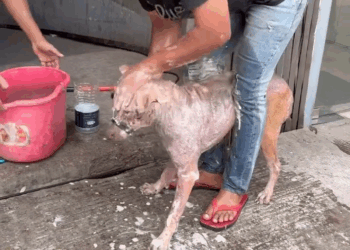 M0709012 A dog like a forest caught by Tom and Oi Md Abdul Kaium part2